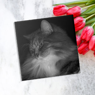 BW Kat Foto van Simba Tegeltje