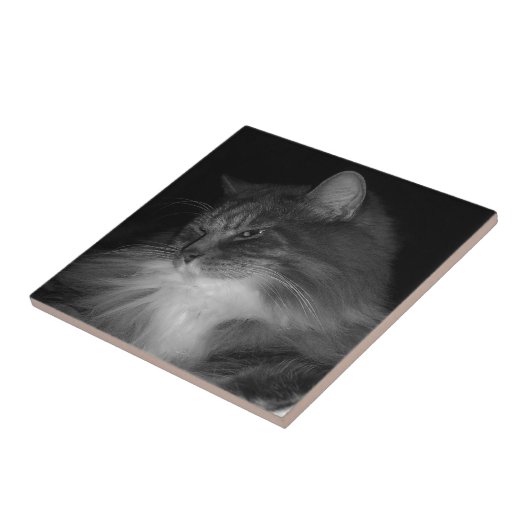 BW Kat Foto van Simba Tegeltje (Zijkant)