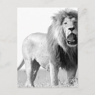 BW Lion Briefkaart
