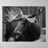 BW Moose Poster (Voorkant)