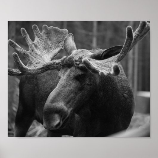 BW Moose Poster (Voorkant)