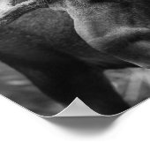 BW Moose Poster (Hoek)