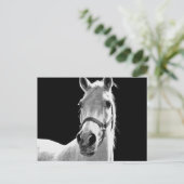 BW-paard Briefkaart (Staand voorkant)