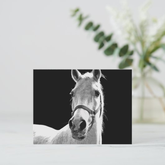 BW-paard Briefkaart (Staand voorkant)