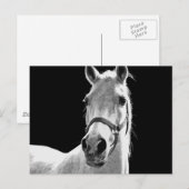 BW-paard Briefkaart (Voorkant / Achterkant)