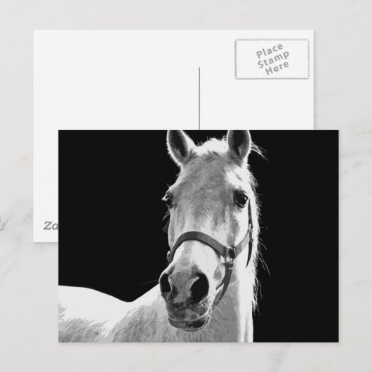 BW-paard Briefkaart (Voorkant / Achterkant)