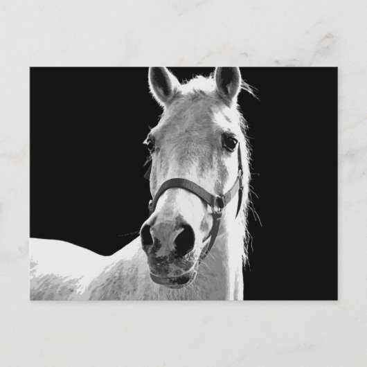 BW-paard Briefkaart (Voorkant)