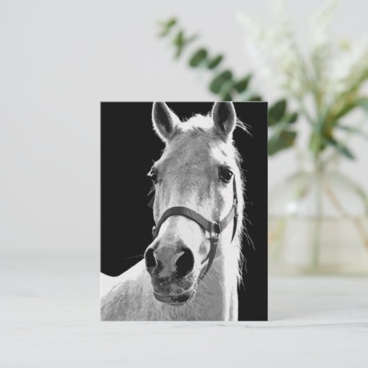 BW-paard Briefkaart (Staand voorkant)