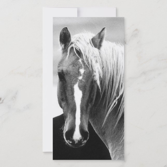 BW Paardenportret (Voorkant)