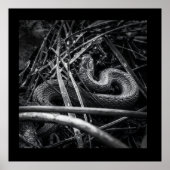 BW Snake Opgerold in Grass Poster Print (Voorkant)