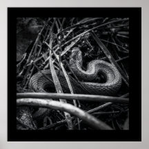 BW Snake Opgerold in Grass Poster Print