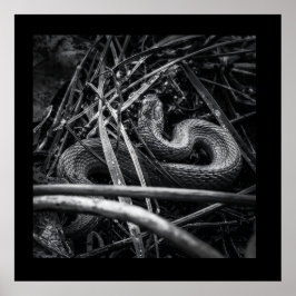 BW Snake Opgerold in Grass Poster Print