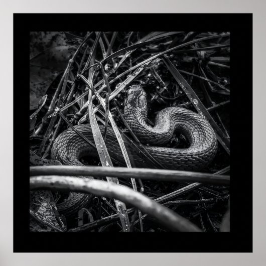 BW Snake Opgerold in Grass Poster Print (Voorkant)