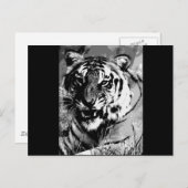 BW Tiger Briefkaart (Voorkant / Achterkant)