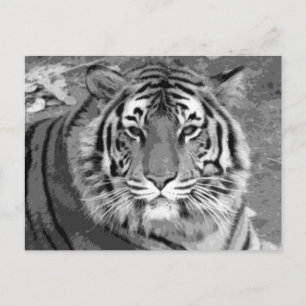 BW Tiger Briefkaart
