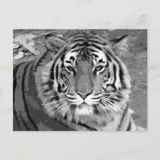 BW Tiger Briefkaart (Voorkant)