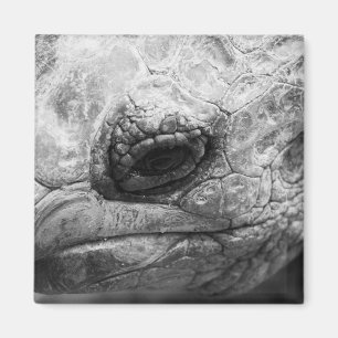 BW Tortoise Magneet