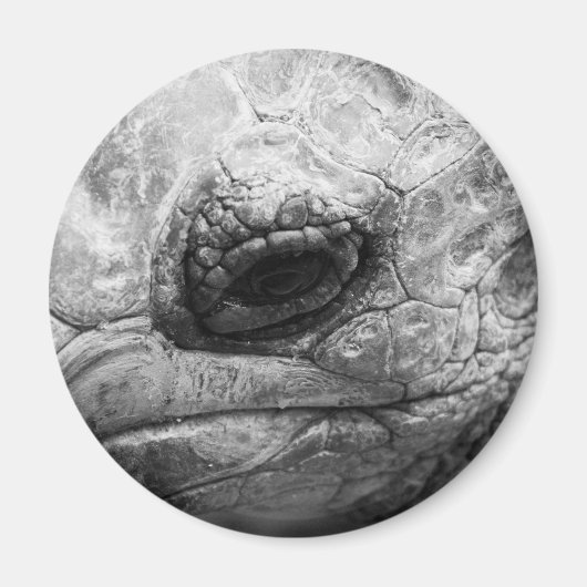 BW Tortoise Magneet (Voorkant)