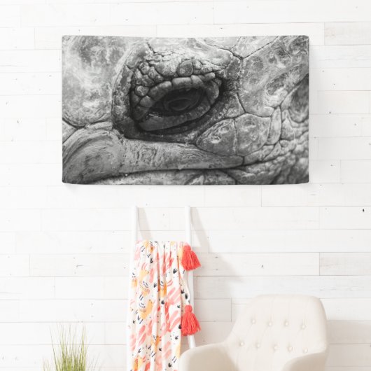 BW Tortoise Spandoek (Insitu)