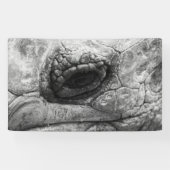 BW Tortoise Spandoek (Horizontaal)