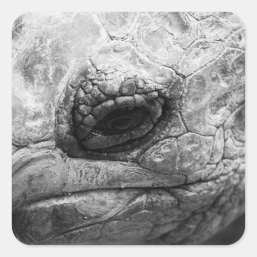 BW Tortoise Vierkante Sticker (Voorkant)