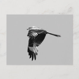 BW-versie: Rode kite (Rotmilaan) tijdens de vlucht Briefkaart