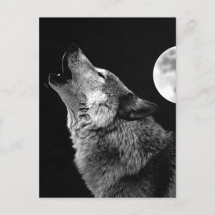 BW Wolf Howling bij Moon Briefkaart
