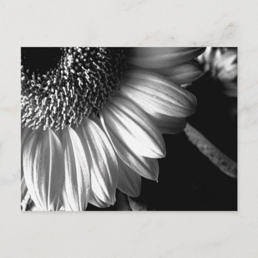 BW Zonnebloem 2 Briefkaart (Voorkant)
