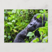 Bwindi Woud, Oeganda Reisansichtkaart Briefkaart (Voorkant)