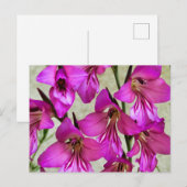 Byzantijnse Gladiolus Briefkaart (Voorkant / Achterkant)