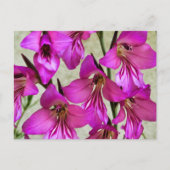 Byzantijnse Gladiolus Briefkaart (Voorkant)