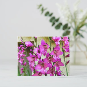 Byzantijnse Gladiolus Briefkaart
