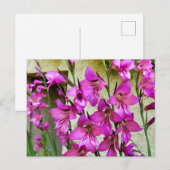 Byzantijnse Gladiolus Briefkaart (Voorkant / Achterkant)