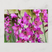 Byzantijnse Gladiolus Briefkaart (Voorkant)