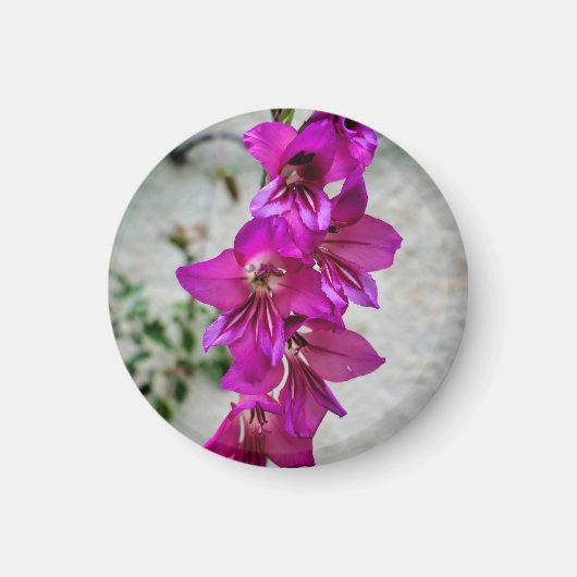 Byzantijnse Gladiolus Magneet (Voorkant)