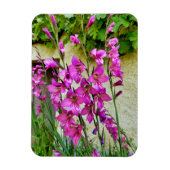 Byzantijnse Gladiolus Magneet (Verticaal)