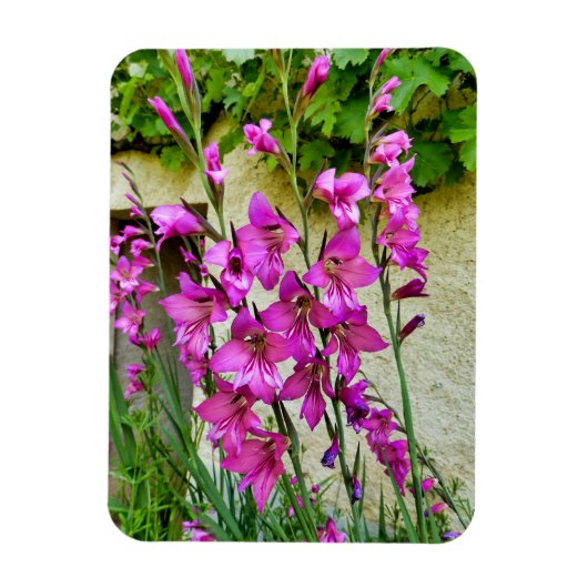 Byzantijnse Gladiolus Magneet (Verticaal)