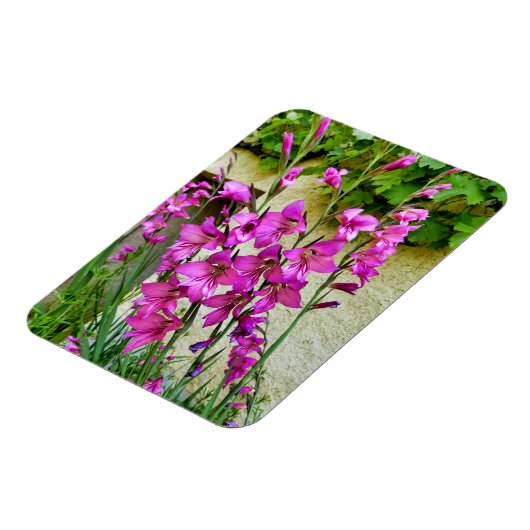 Byzantijnse Gladiolus Magneet (Linkerzijde)