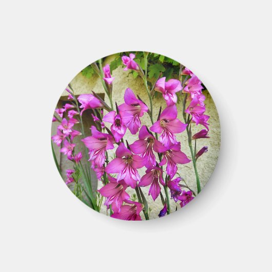 Byzantijnse Gladiolus Magneet (Voorkant)