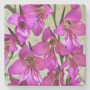 Byzantijnse Gladiolus Stenen Onderzetter