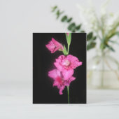 Byzantine Gladiolus Briefkaart (Staand voorkant)