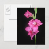 Byzantine Gladiolus Briefkaart (Voorkant / Achterkant)