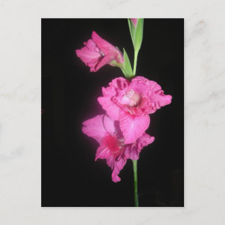Byzantine Gladiolus Briefkaart