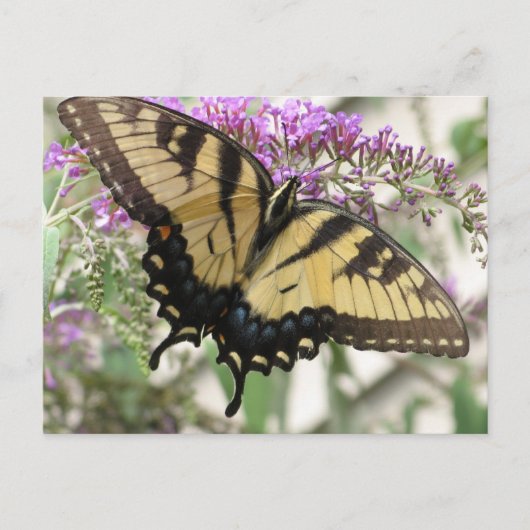 BZ- Briefkaart van de swallowtail Butterfly (Voorkant)