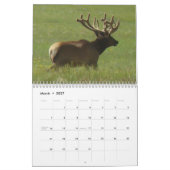 C10 Grote Stierelandkalender Kalender (Mar 2027)