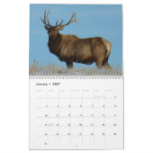 C10 Grote Stierelandkalender Kalender (Jan 2027)