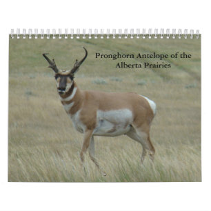C11 Pronghorn Antelope-agenda Kalender