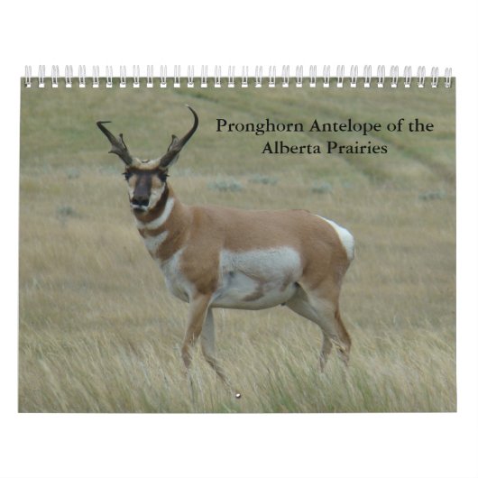 C11 Vorkhoorn Antilope Kalender (Hoes)