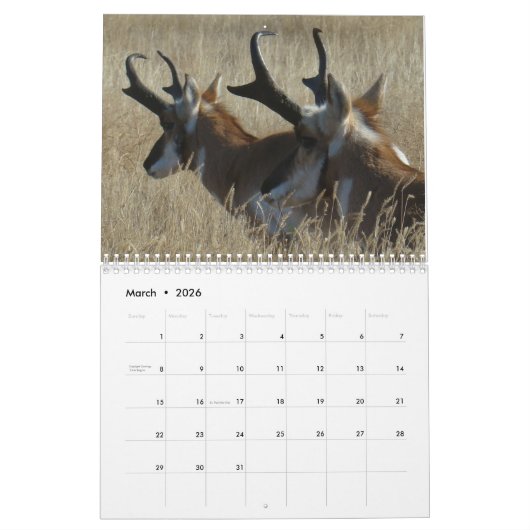 C13 Wildkalender Kalender (Mar 2026)