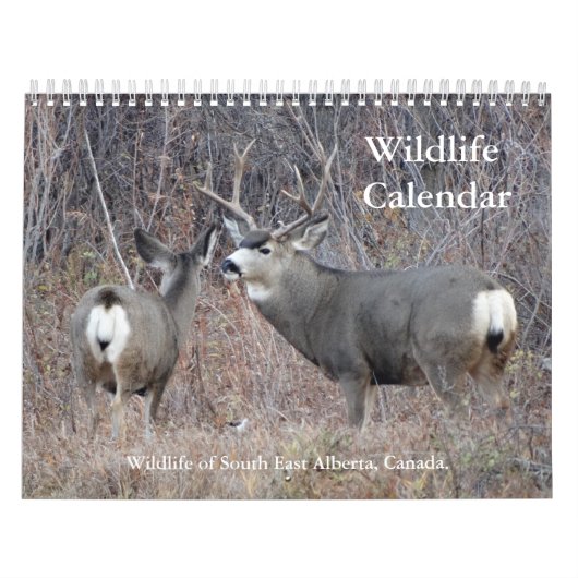 C13 Wildkalender Kalender (Hoes)